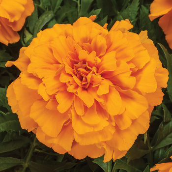 Endurance Orange Hybrid