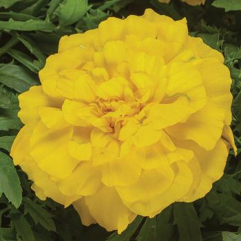 Endurance Yellow Hybrid Marigold