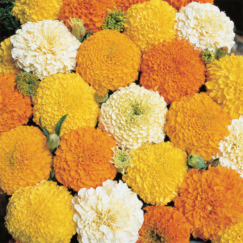Gold And Vanilla Hybrid Mix Marigold