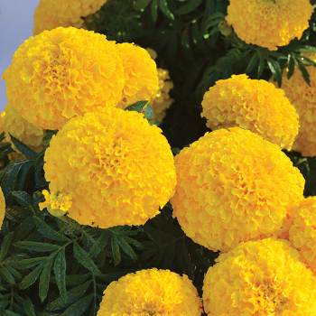 Hedge-Mary Gold Hybrid Marigold