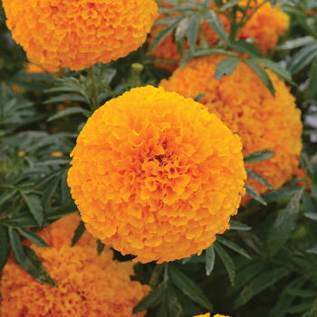 Hedge-Mary Orange Hybrid Marigold