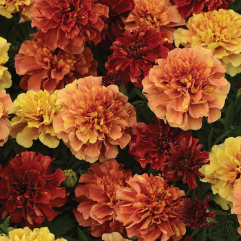 Marigold, Strawberry Blonde 