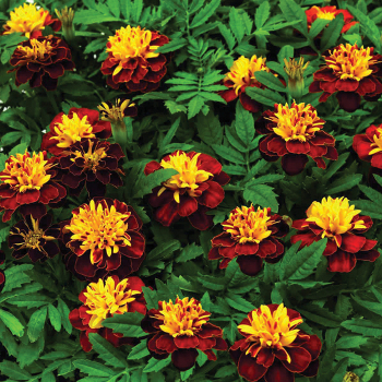 Marigold, Super Hero™ Spry 