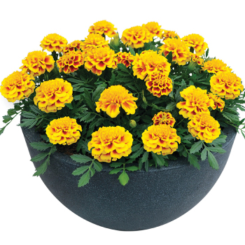 Marigold, Super Hero™ Yellow Bee 