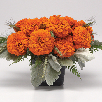 Marigold, Xochi™ Orange Hybrid 
