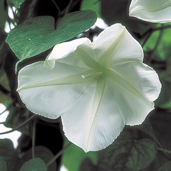 Morning Glory, Alba (Moonflower)