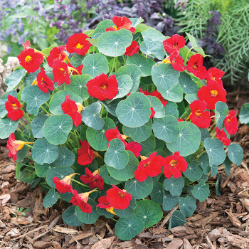 Nasturtium, Baby Red 