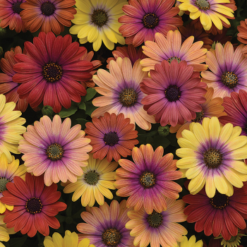 Osteospermum, Akila® Hawaii Sunset Mix Hybrid
