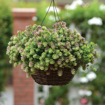 Kirigami Ornamental Oregano