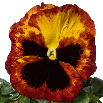 Pansy, Delta&trade; Pro Fire
