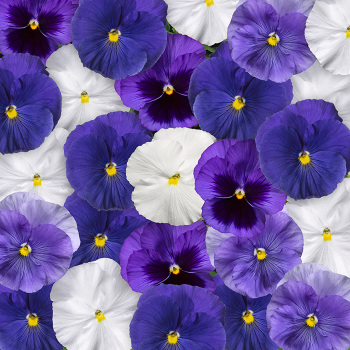 Pansy, Delta&trade; Cool Waters Mix