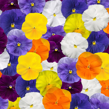 Pansy, Delta&trade; Clear Colors Mix