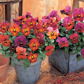 Nature Mulberry Shades Hybrid Pansies