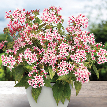 Pentas, Graffiti® 20/20 Appleblossom Hybrid 