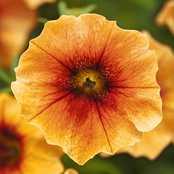Petchoa, Caliburst&trade; Nectarine