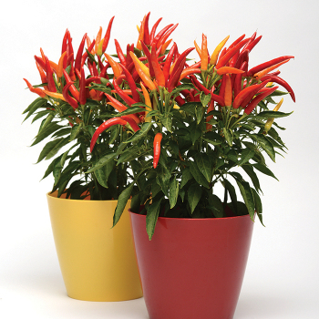Pepper, Ornamental, Chilly Chili Hybrid