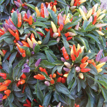 Numex Easter Ornamental Pepper