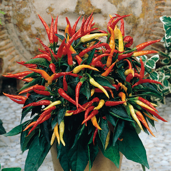 Pepper, Ornamental, Medusa 