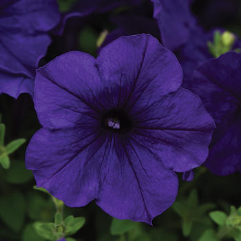 Petunia, E3 Easy Wave® Blue Hybrid 