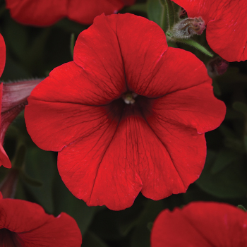 Petunia, E3 Easy Wave® Red Hybrid 