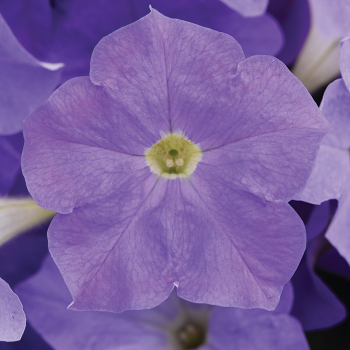 E3 Easy Wave Sky Blue Hybrid Petunia