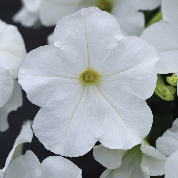 Petunia, E3 Easy Wave® White Hybrid 