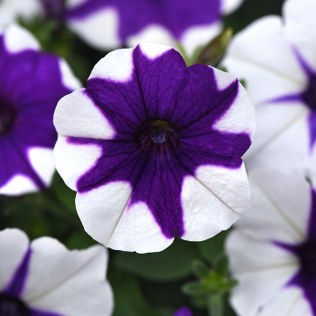 Petunia, E3 Easy Wave&reg; Midnight Marble