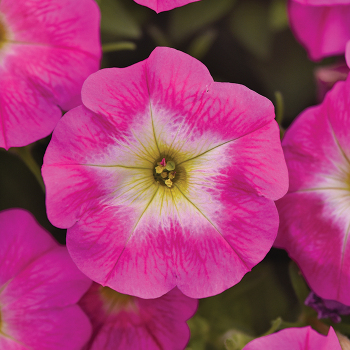 Petunia, Easy Wave® Rose Morn Hybrid