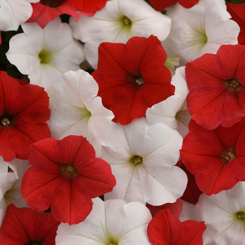 Petunia, E3 Easy Wave&reg; Peppermint Mix Hybrid