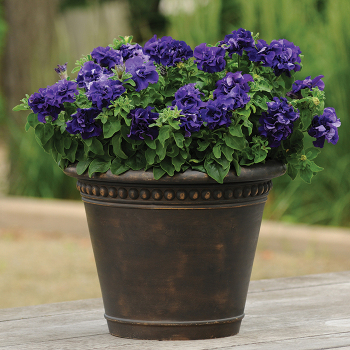 Petunia, Double Cascade Blue Hybrid