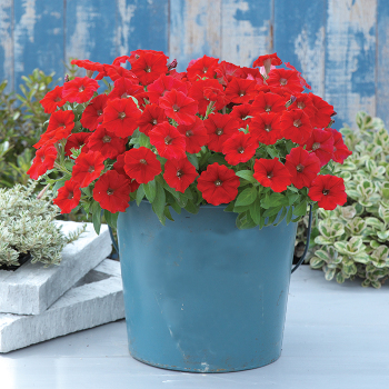 Petunia, Trilogy™ Red Gen 2 Hybrid 