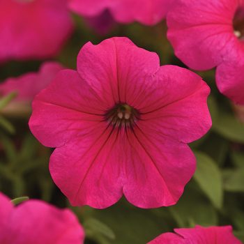 Petunia, Easy Wave® Rose Hybrid