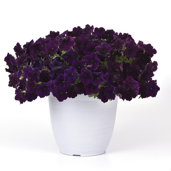 Petunia, Easy Wave® Navy Velour Hybrid