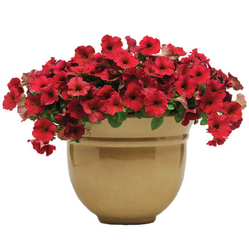 Easy Wave Velour Berry Hybrid Petunia