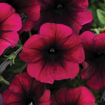 Petunia, Easy Wave® Burgundy Velour Hybrid
