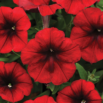 Petunia, Easy Wave® Red Velour Hybrid