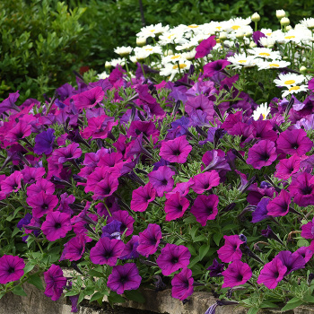 Petunia, Easy Wave&reg; Violet