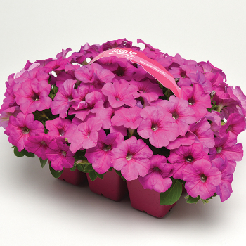 Petunia, Easy Wave® Neon Rose Hybrid