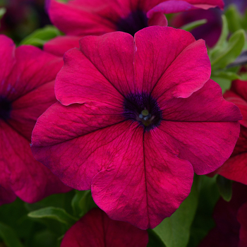 Petunia, Dreams&trade; Burgundy