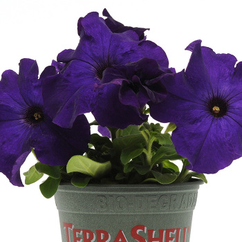 Petunia, Dreams&trade; Midnight