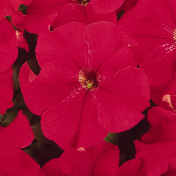 Petunia, Dreams&trade; Red
