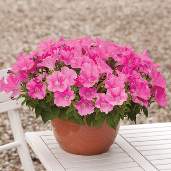 Petunia, Easy Wave® Pink Hybrid