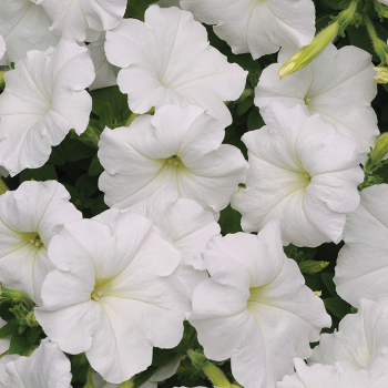 Petunia, Easy Wave® White Hybrid