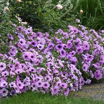 Petunia, Easy Wave&reg; Plum Vein