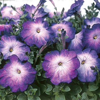Merlin Blue Morn Petunia