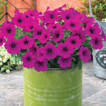 New: Horticultural Products & Services