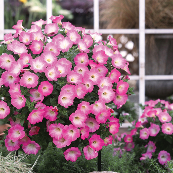 Petunia, Opera Supreme™ Pink Morn Hybrid