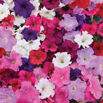 Petunia Supercascade Mix Hyb 