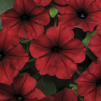Petunia, Tidal Wave® Red Velour Hybrid 