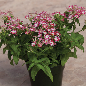 Popstars Red With Eye Phlox 